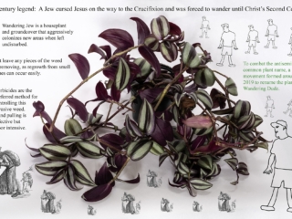 Wandering Jew (2023)
